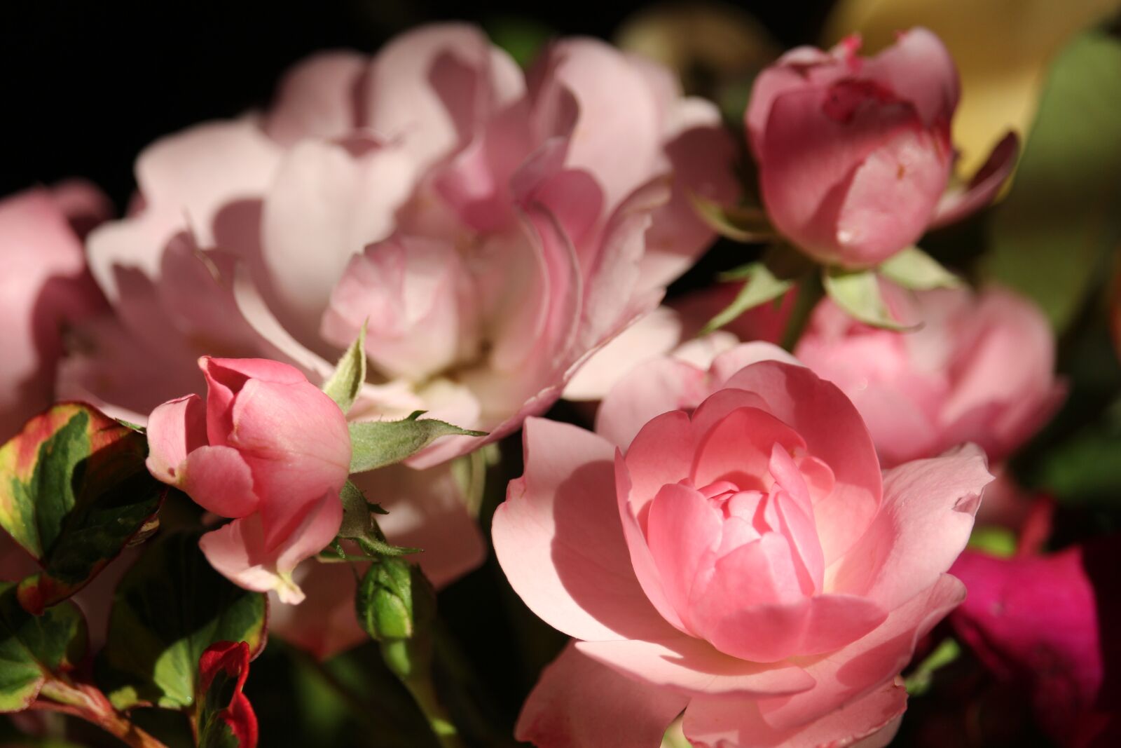 Canon EF-S 55-250mm F4-5.6 IS STM sample photo. Roses, bush roses, nature photography