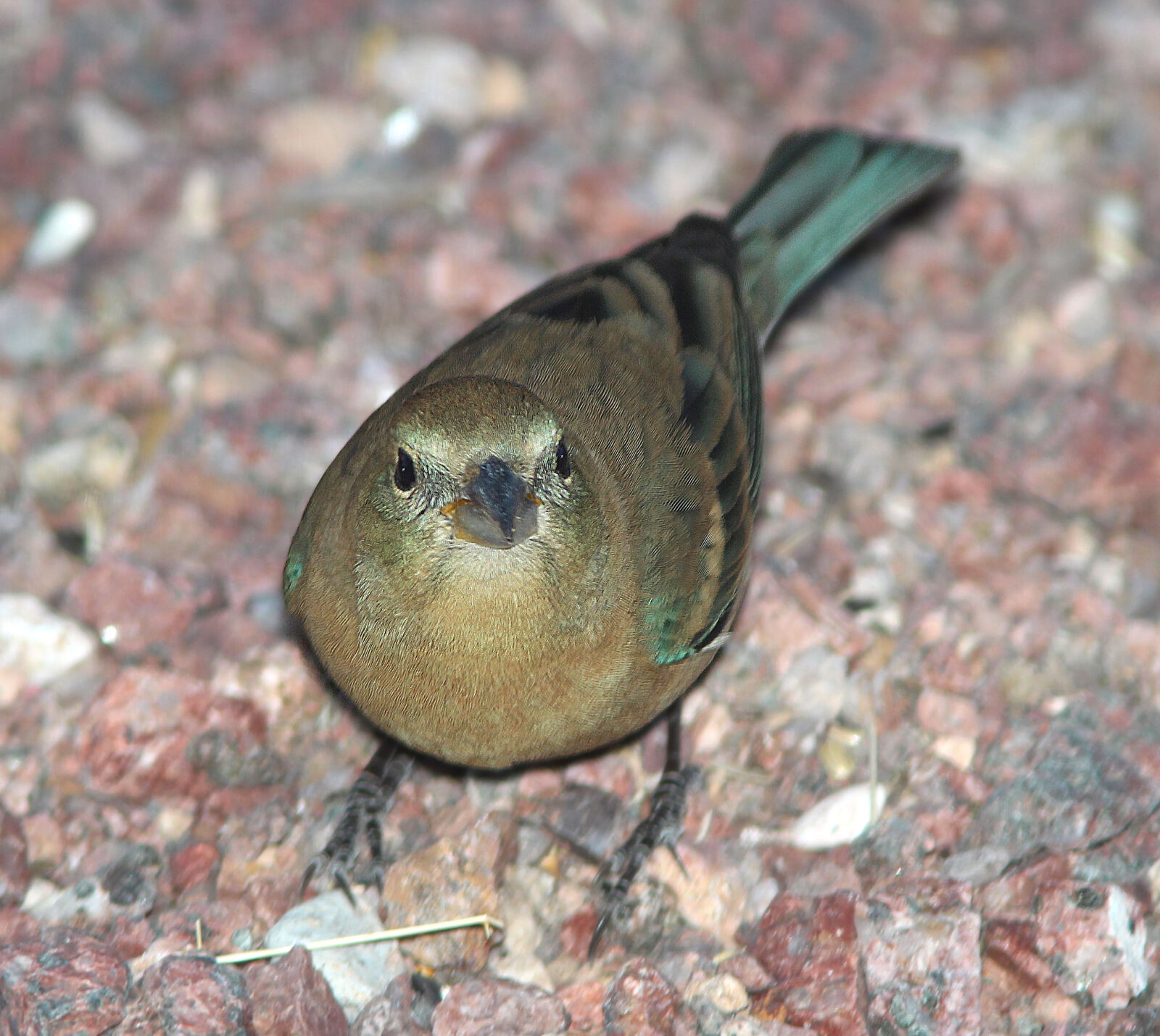 Canon EF 300mm F4L IS USM sample photo