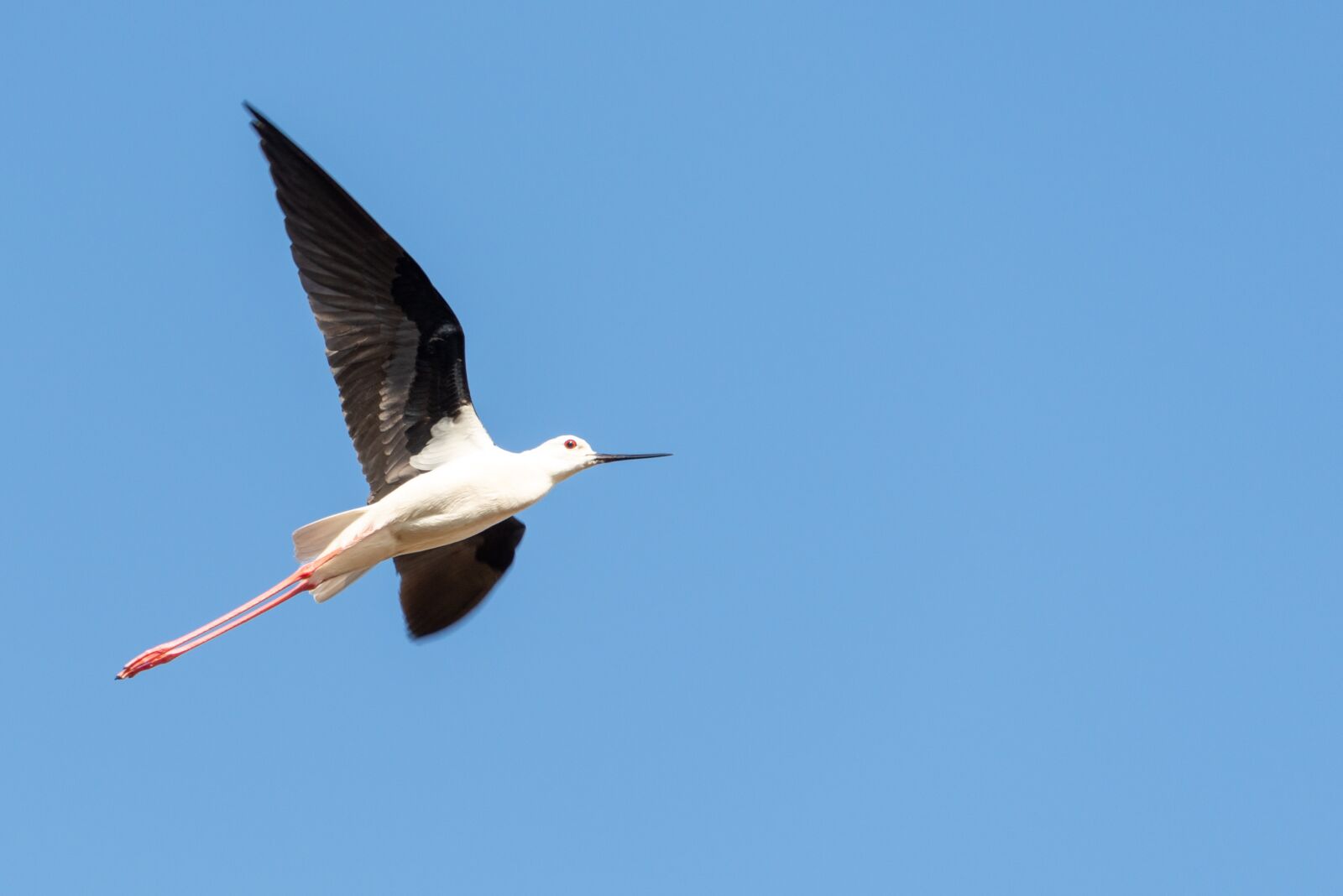 Nikon D800 sample photo. Black backed stilt, bird photography