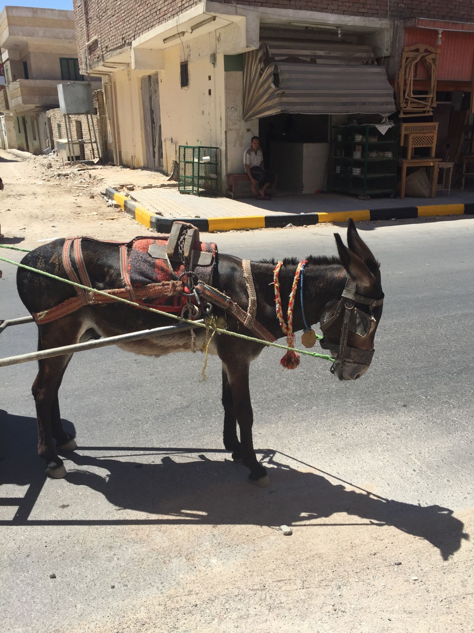 Apple iPhone 6 sample photo. Donkey, egypt, hurgada photography
