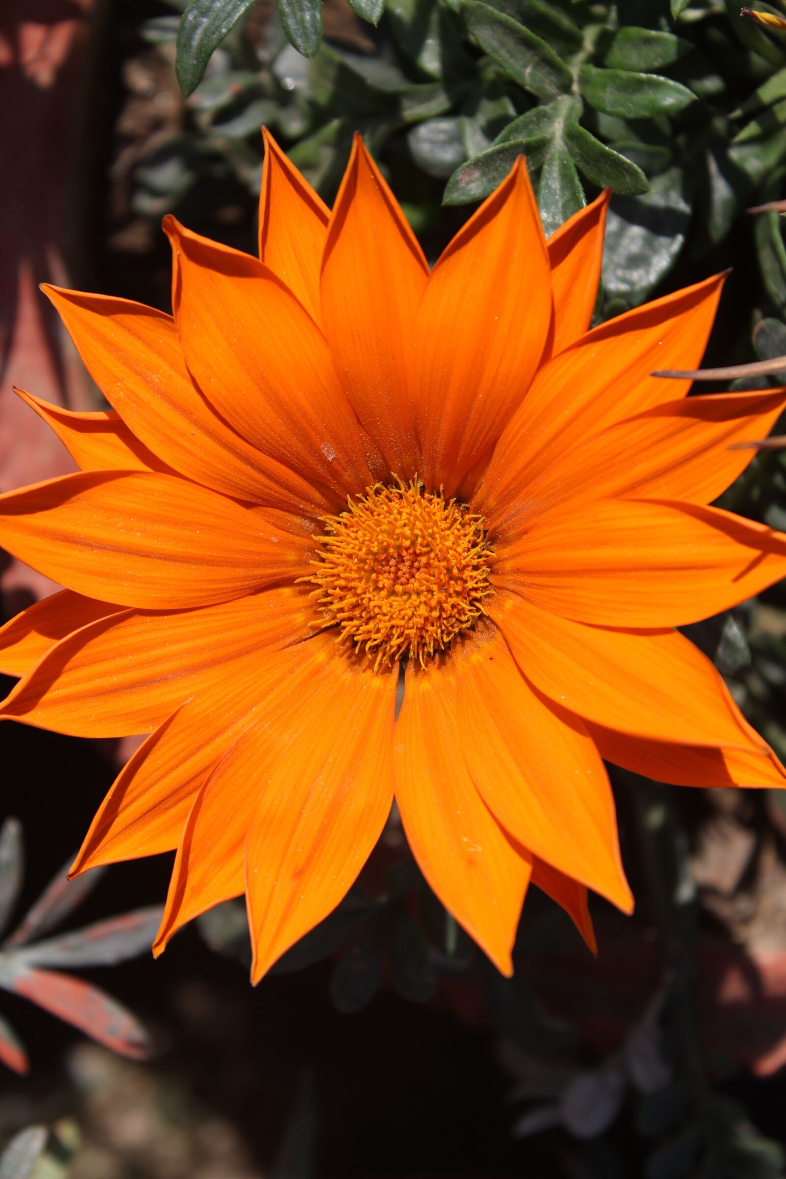 Canon EOS 700D (EOS Rebel T5i / EOS Kiss X7i) sample photo. Nature, flower, beauty photography