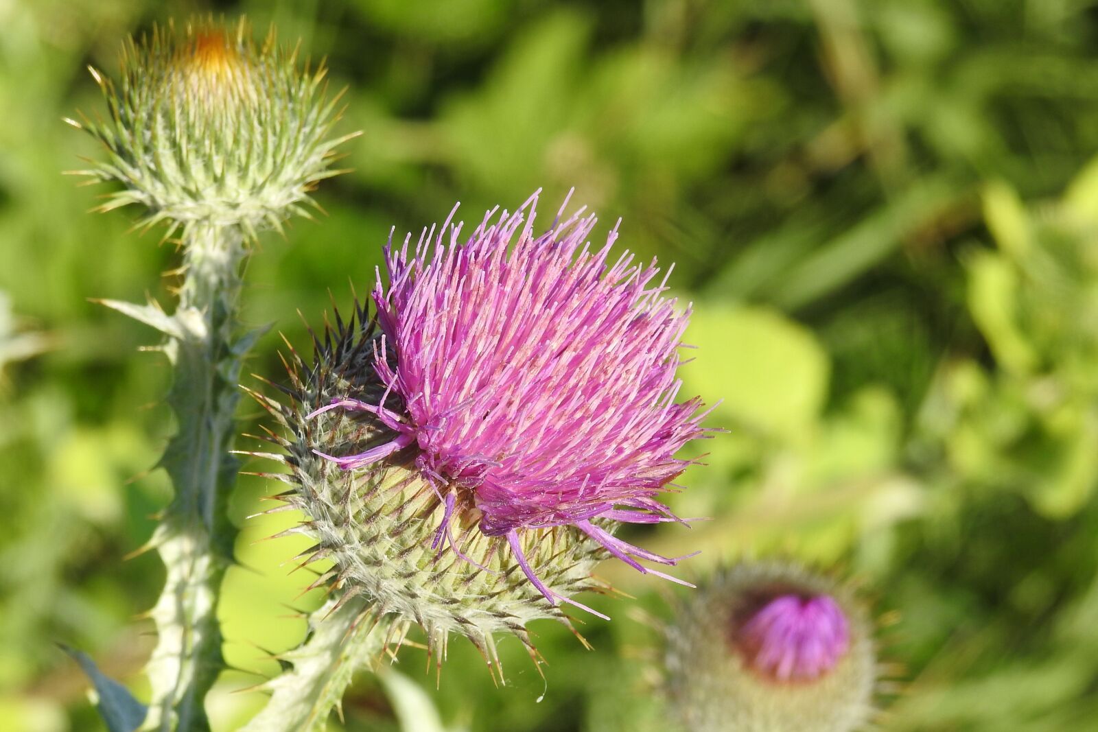 Nikon Coolpix P900 sample photo. Diestel, thistle flower, prickly photography