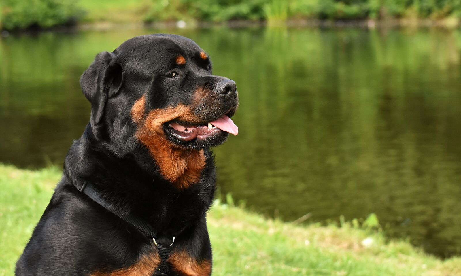 Nikon D7200 sample photo. Rottweiler, purebred dog, animal photography