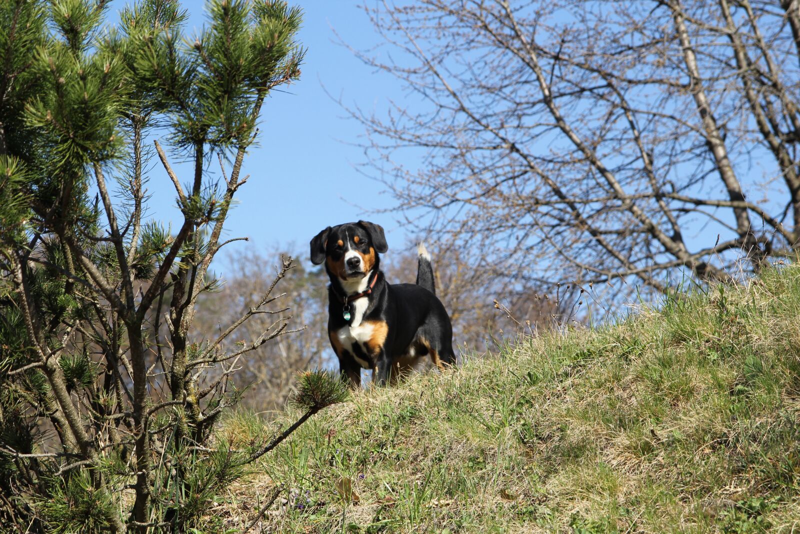 Canon EOS 60D sample photo. Dog, entlebucher, mountain dog photography