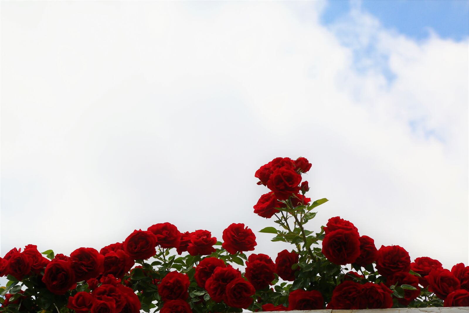 Canon EOS 5D Mark III sample photo. Background, roses, spring photography