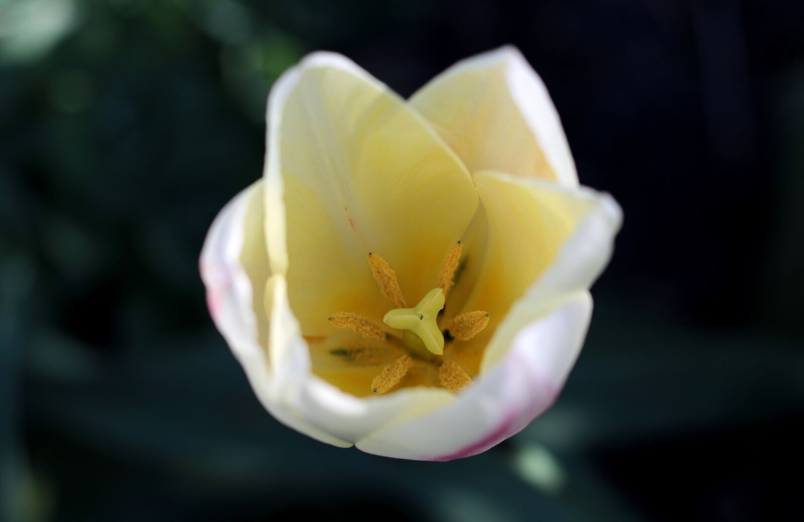 Canon EOS 7D Mark II + Canon EF 50mm F1.8 STM sample photo. Tulipa flaming purissima, tulip photography