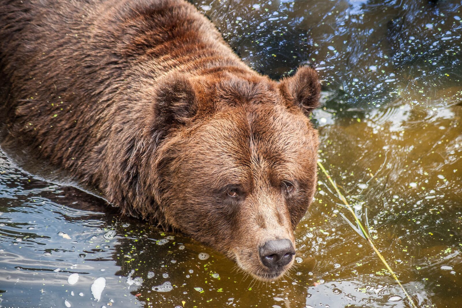 Nikon D700 sample photo. Brown bear, water, close photography