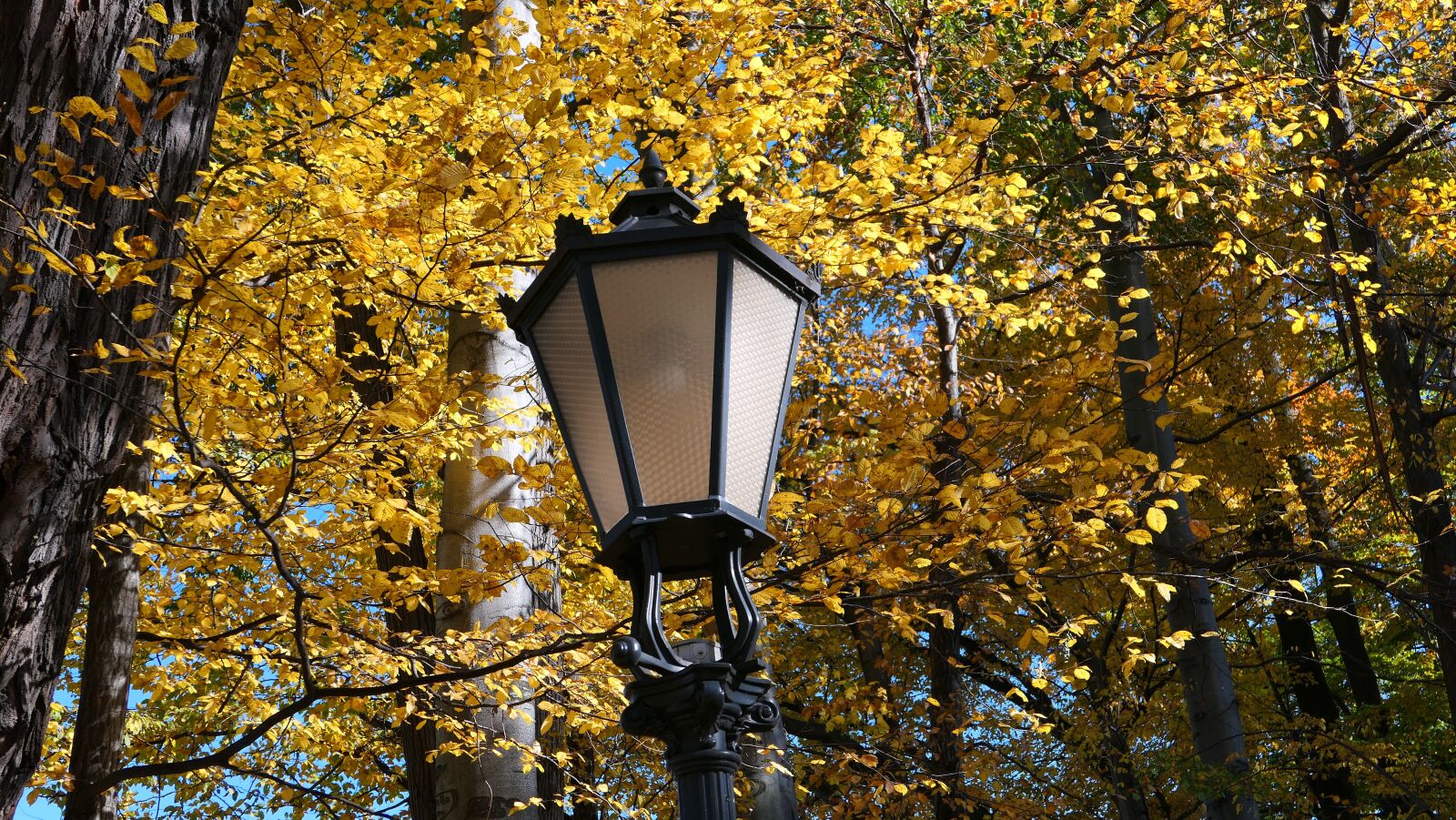 Panasonic Lumix DMC-LX10 (Lumix DMC-LX15) sample photo. Replacement lamp, park, tree photography