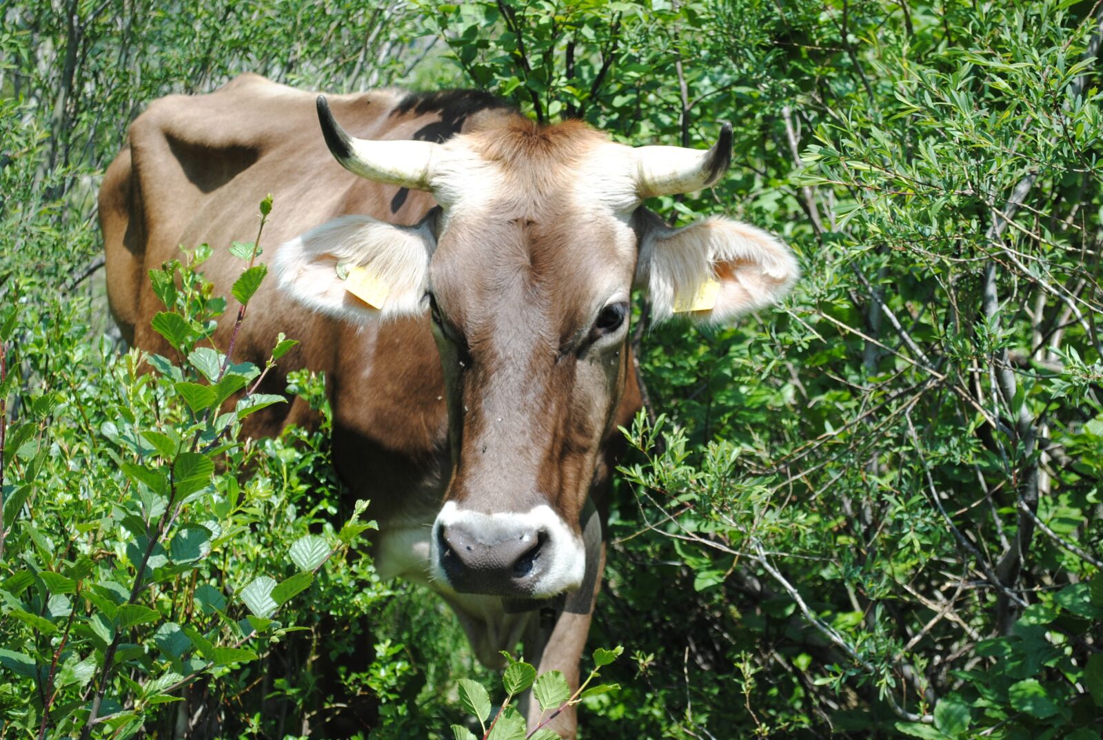 Nikon D3000 sample photo. Discover, nature, cow photography