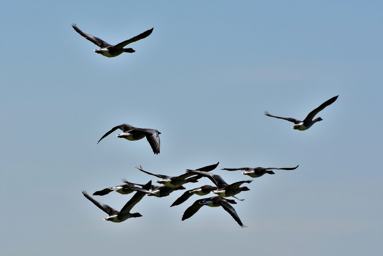 Nikon D7200 sample photo. Wild geese, grey geese photography