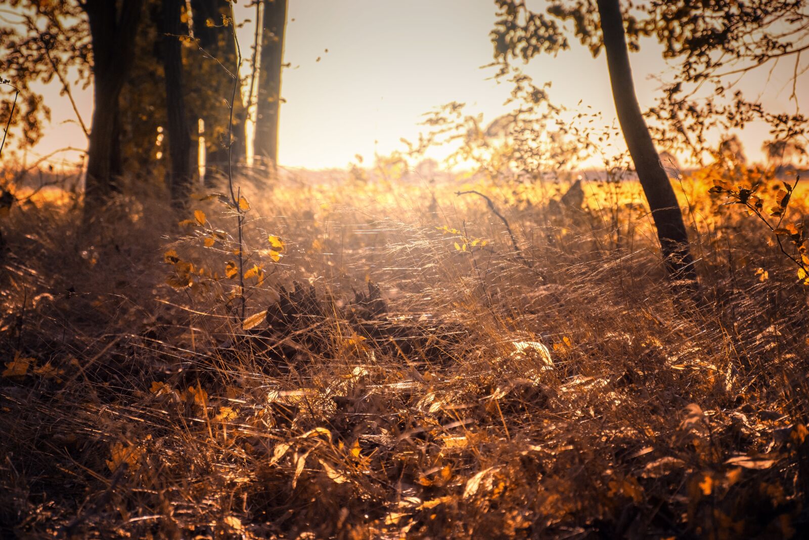 Nikon D7200 sample photo. Indian summer, autumn, leaves photography