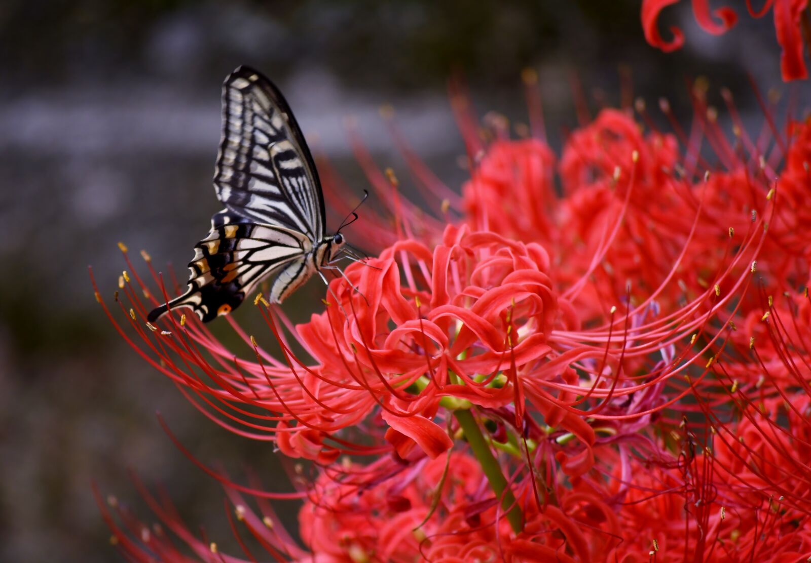 Nikon D7500 sample photo. Butterfly, flowers, red photography