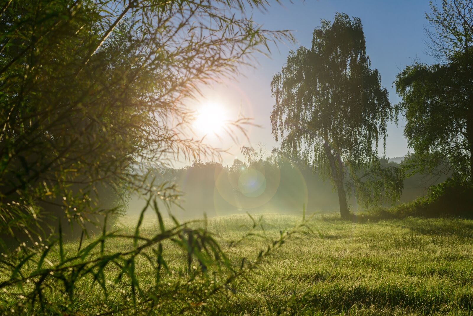 Nikon D800 sample photo. Autumn, summer, nature photography