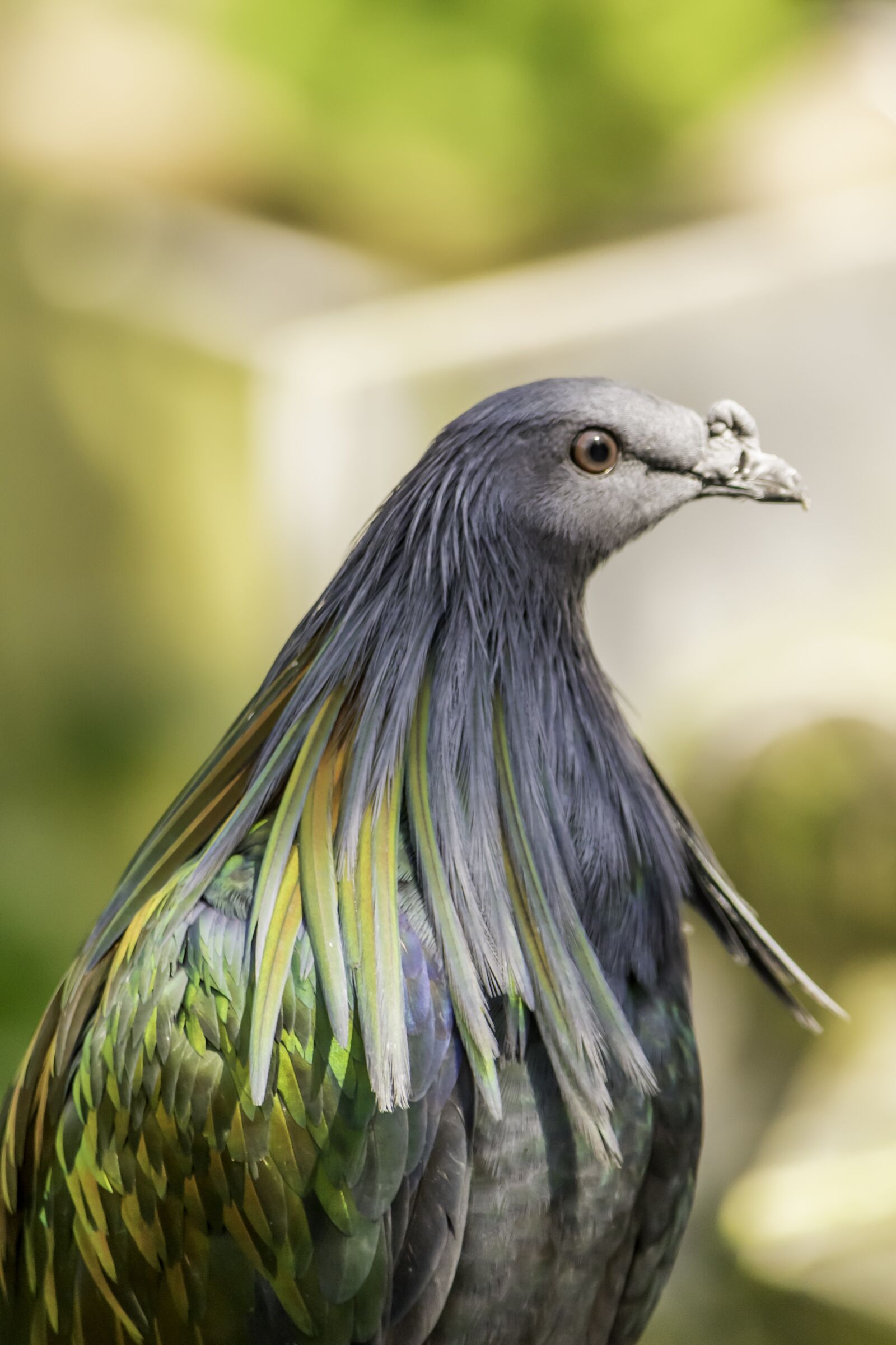 Nikon D5500 sample photo. Bird, nature, wildlife photography