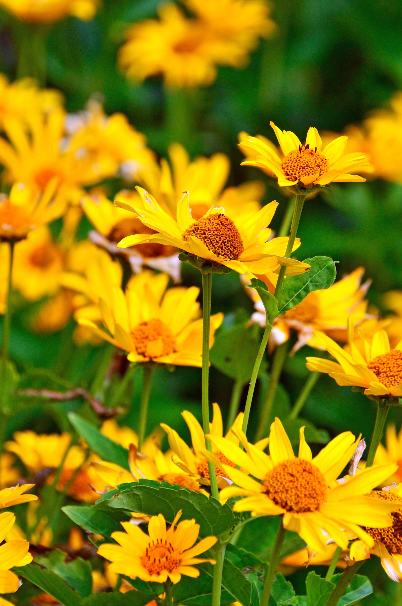 Nikon D3200 sample photo. Yellow, yellow flower, flowers photography