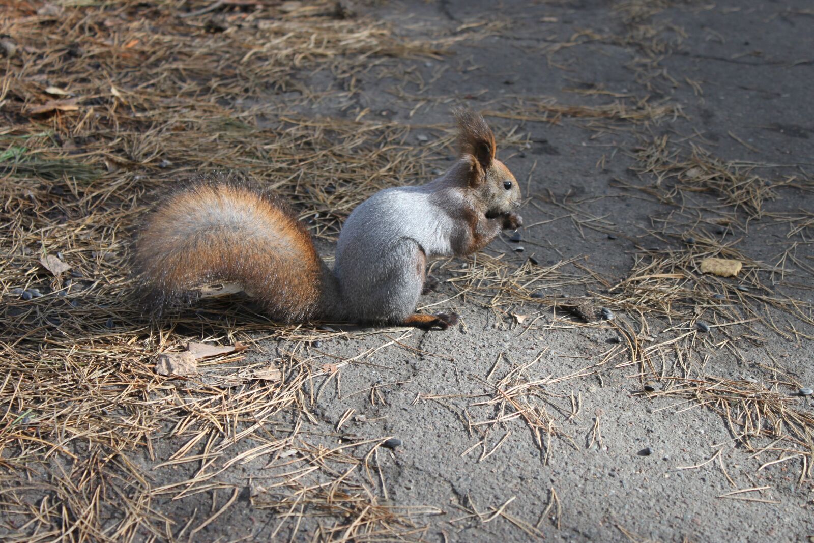 Canon EOS 500D (EOS Rebel T1i / EOS Kiss X3) sample photo. Forest, squirrel, nature photography
