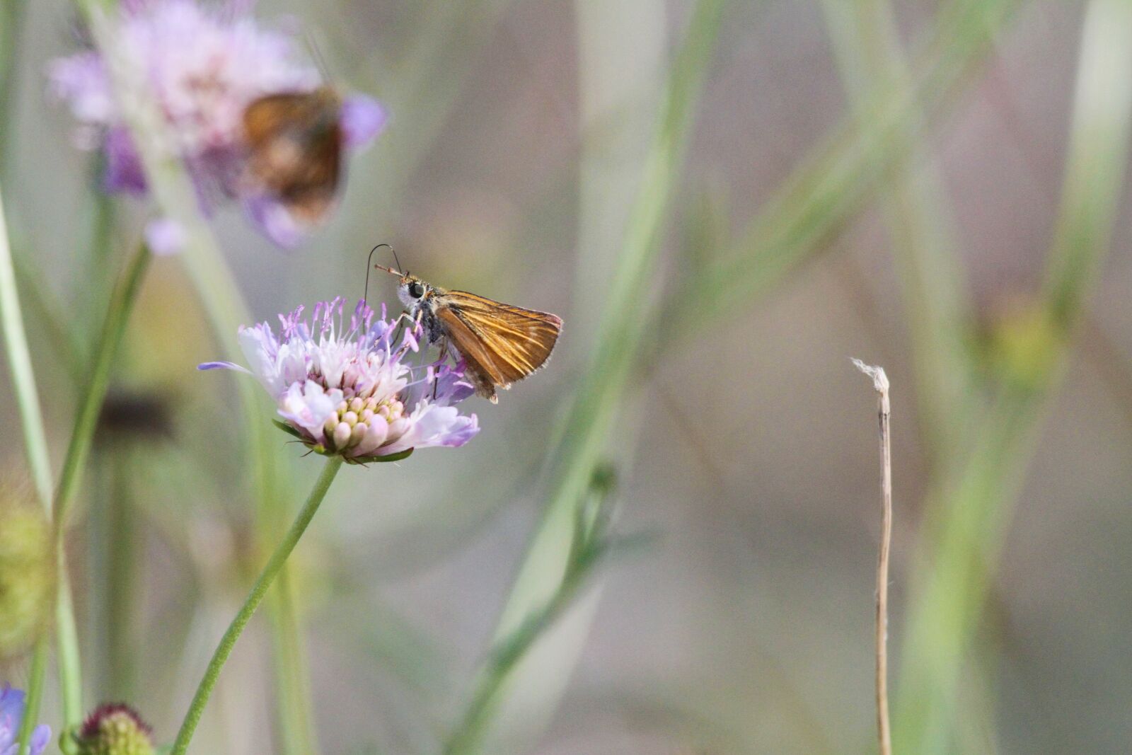 Canon EOS 7D + Canon EF 100-400mm F4.5-5.6L IS USM sample photo. Butterflies, flower, insects photography