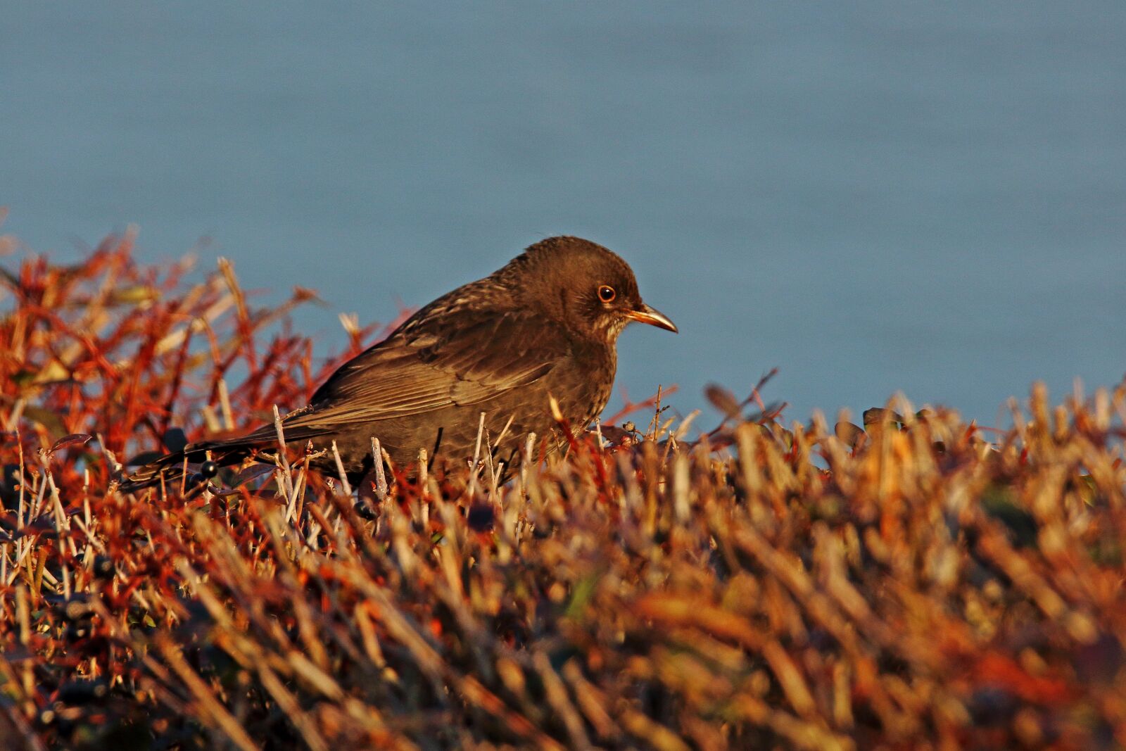 Canon EOS 700D (EOS Rebel T5i / EOS Kiss X7i) sample photo. Throttle, songbird, bird photography