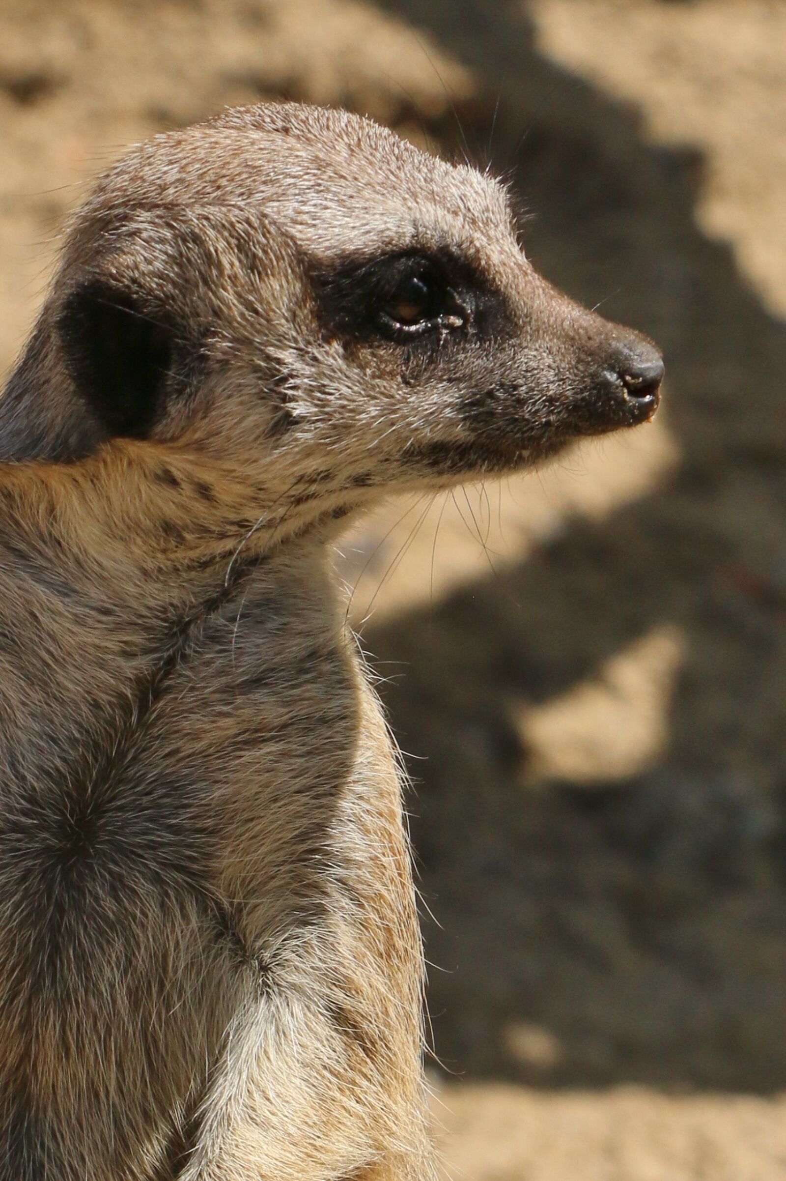 Canon EOS 70D sample photo. Meerkat, animal, sandy photography
