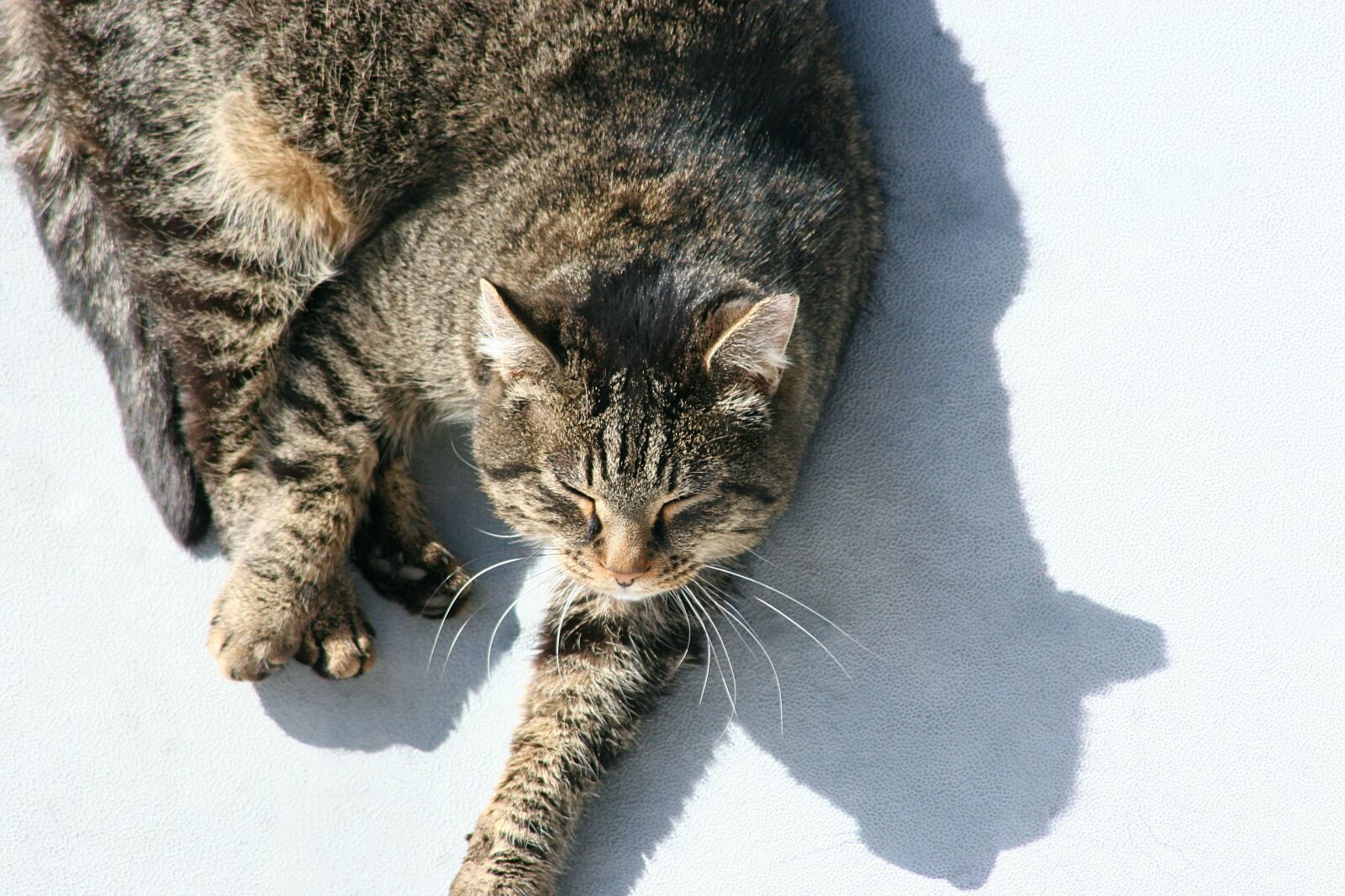 Canon EOS 20D sample photo. Cat, sleeping, animal photography