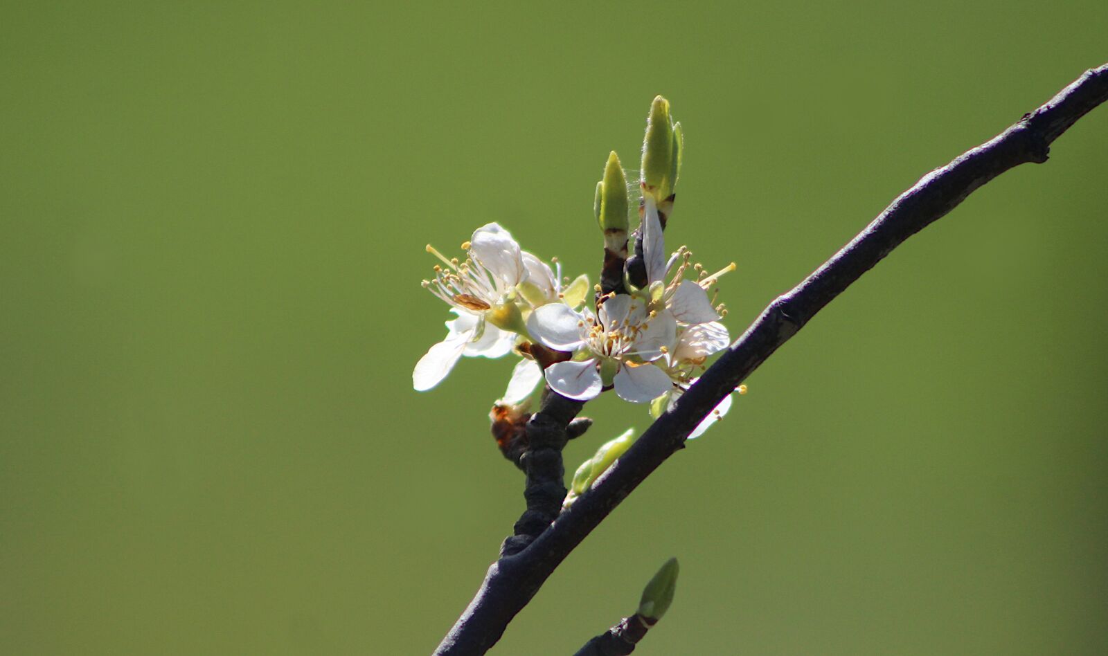 Canon EOS 4000D (EOS Rebel T100 / EOS 3000D) sample photo. Nature, plants, branches photography