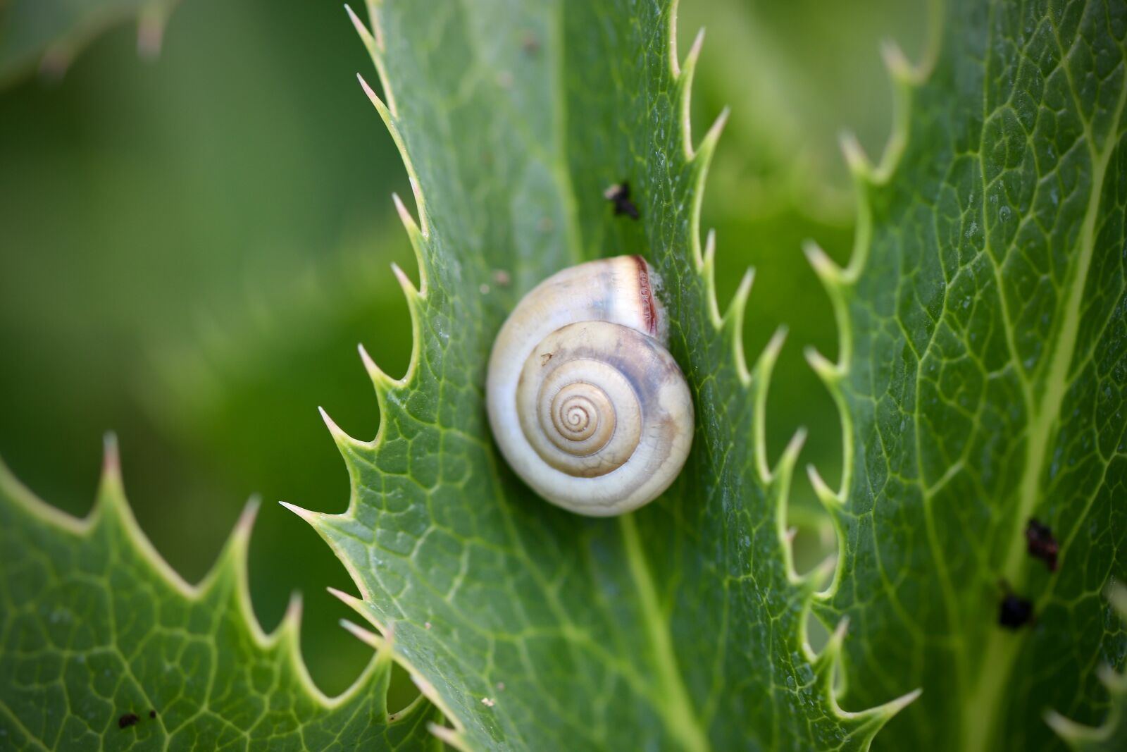 Canon EOS 800D (EOS Rebel T7i / EOS Kiss X9i) sample photo. Snail, spiral, shell photography