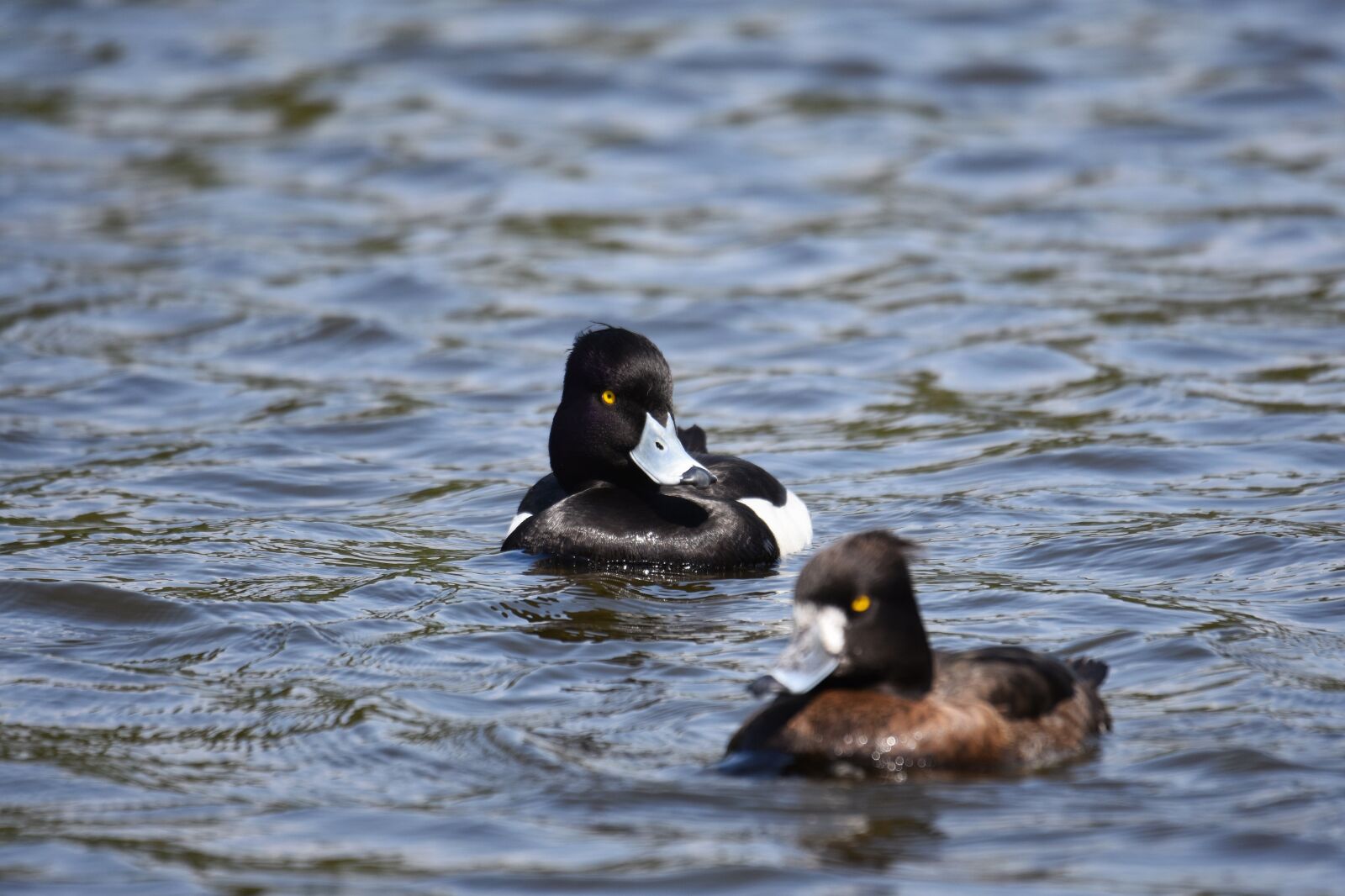 Nikon D7200 sample photo. Animal, lake, bird photography