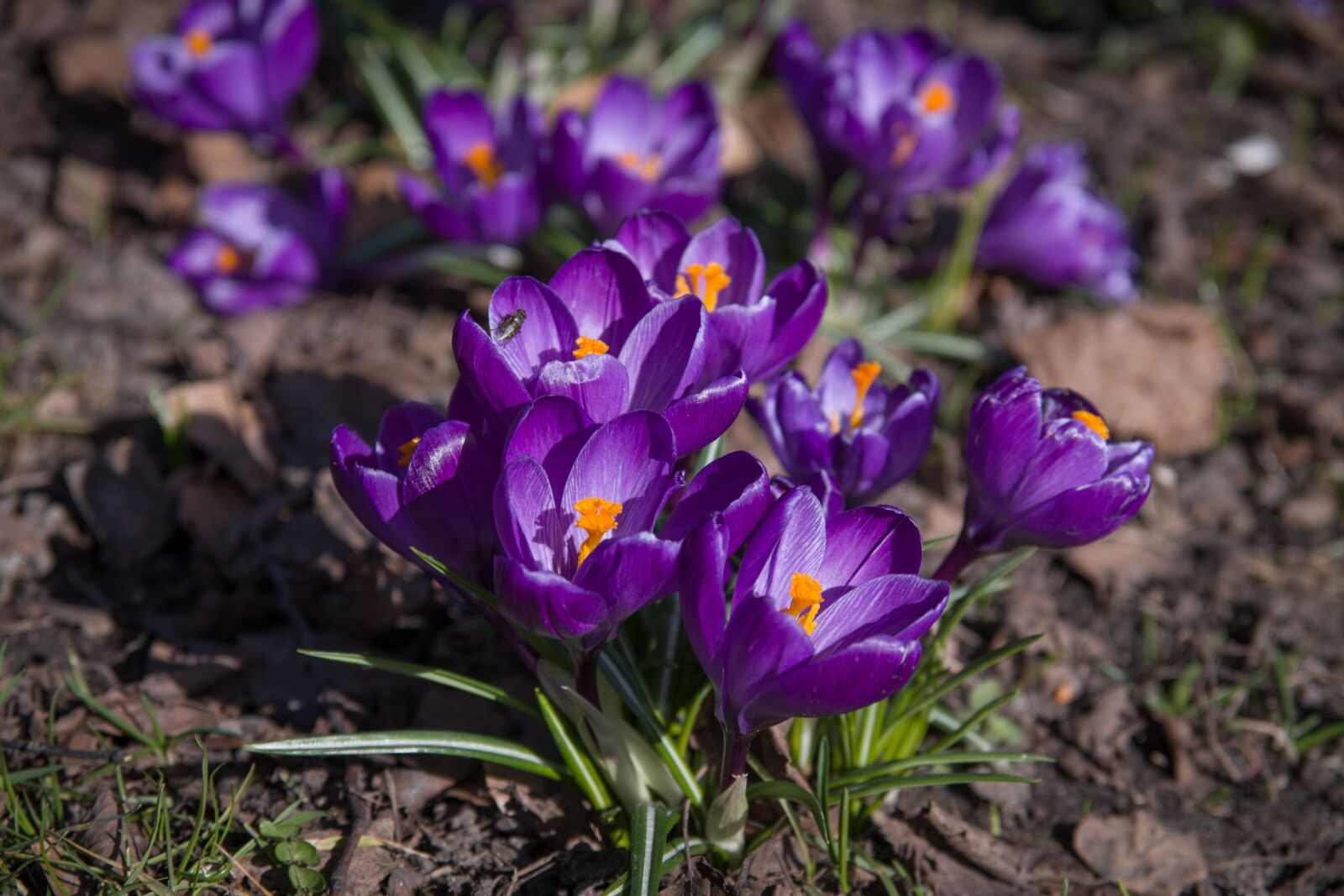 Nikon D500 sample photo. Crocus, flowers, purple photography