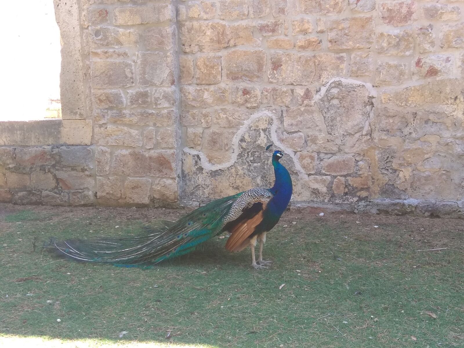 Xiaomi Redmi Note 4 sample photo. Peacock, animal, feather photography