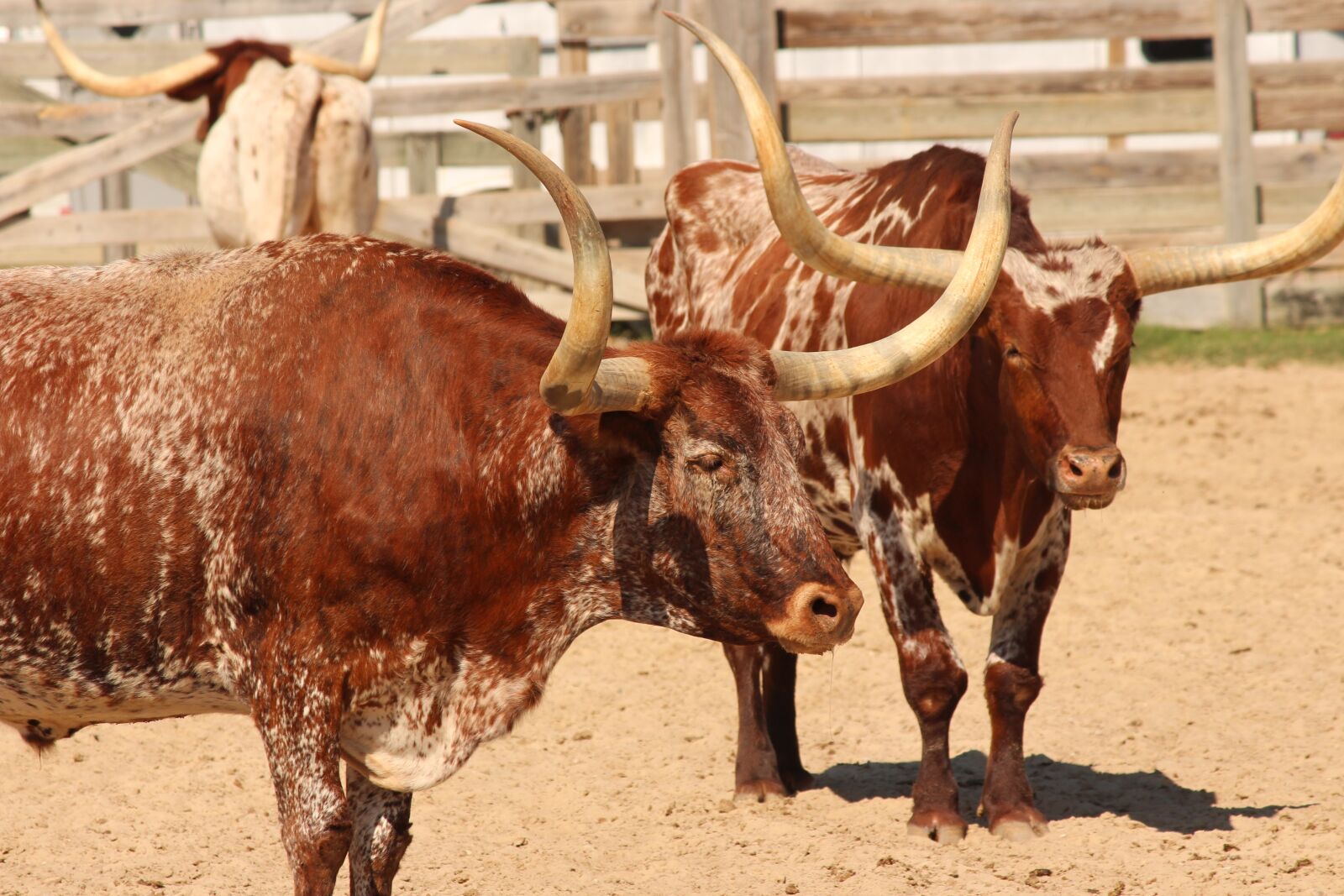 Canon EOS 650D (EOS Rebel T4i / EOS Kiss X6i) + Canon EF-S 55-250mm F4-5.6 IS II sample photo. Longhorn, cattle, livestock photography