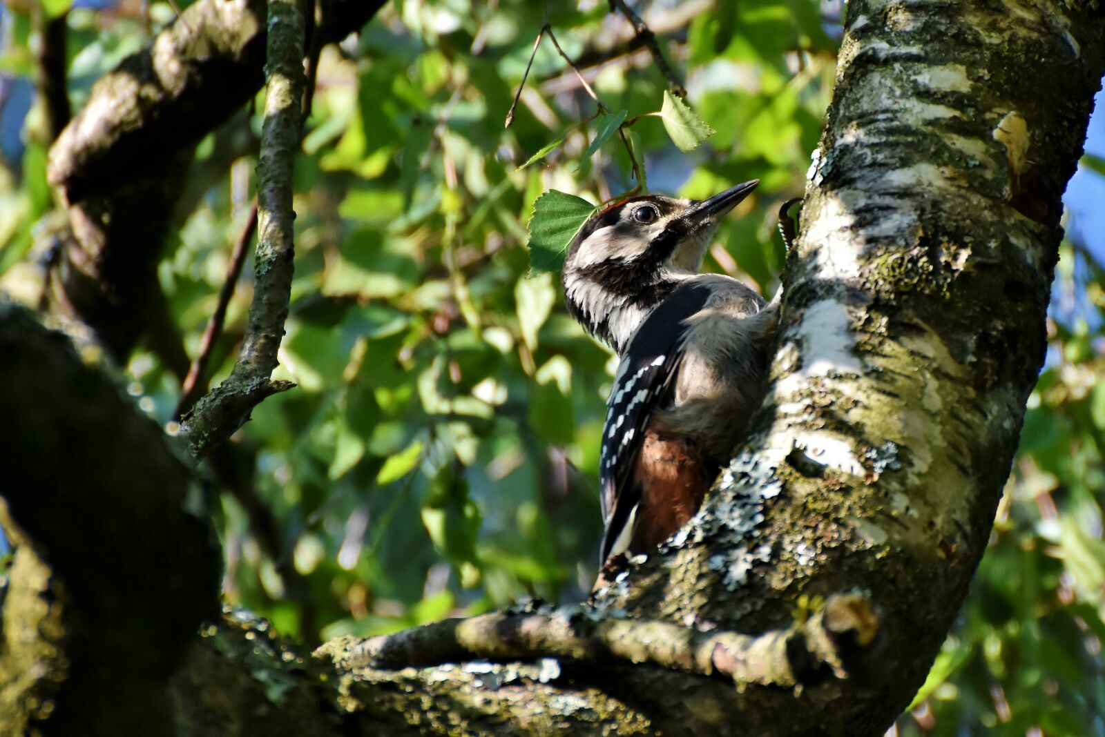 Nikon D7200 sample photo. Great spotted woodpecker, woodpecker photography