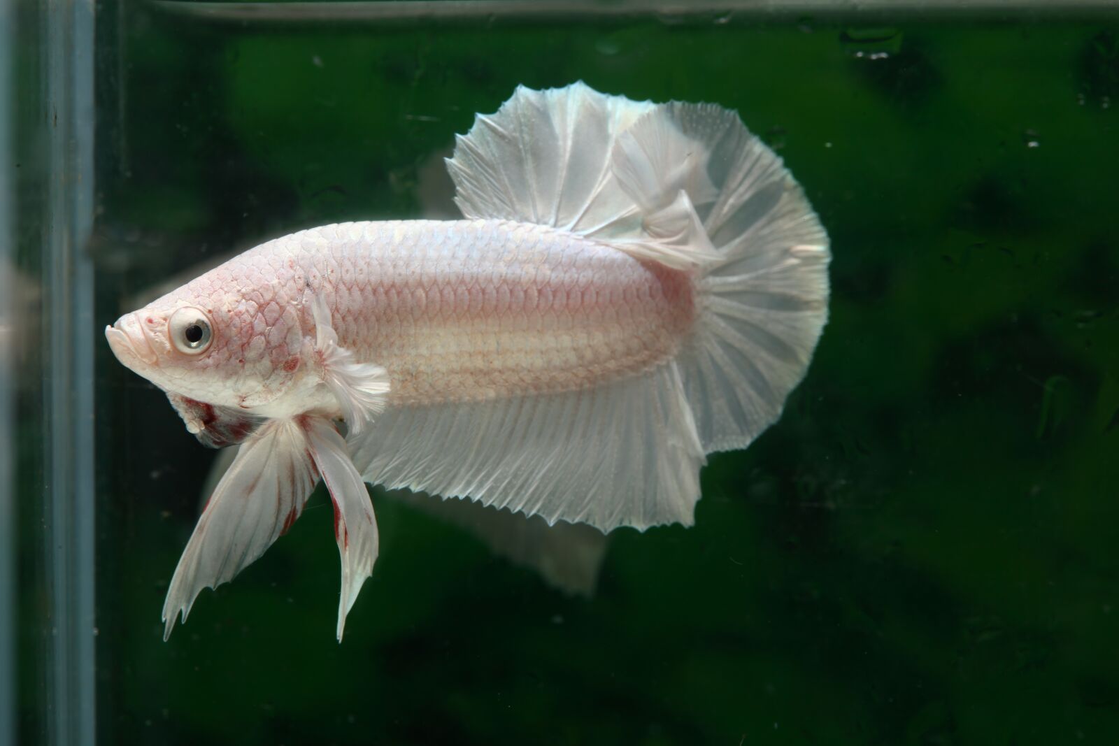 Canon EOS 5D Mark II sample photo. Betta, fish, hmpk photography