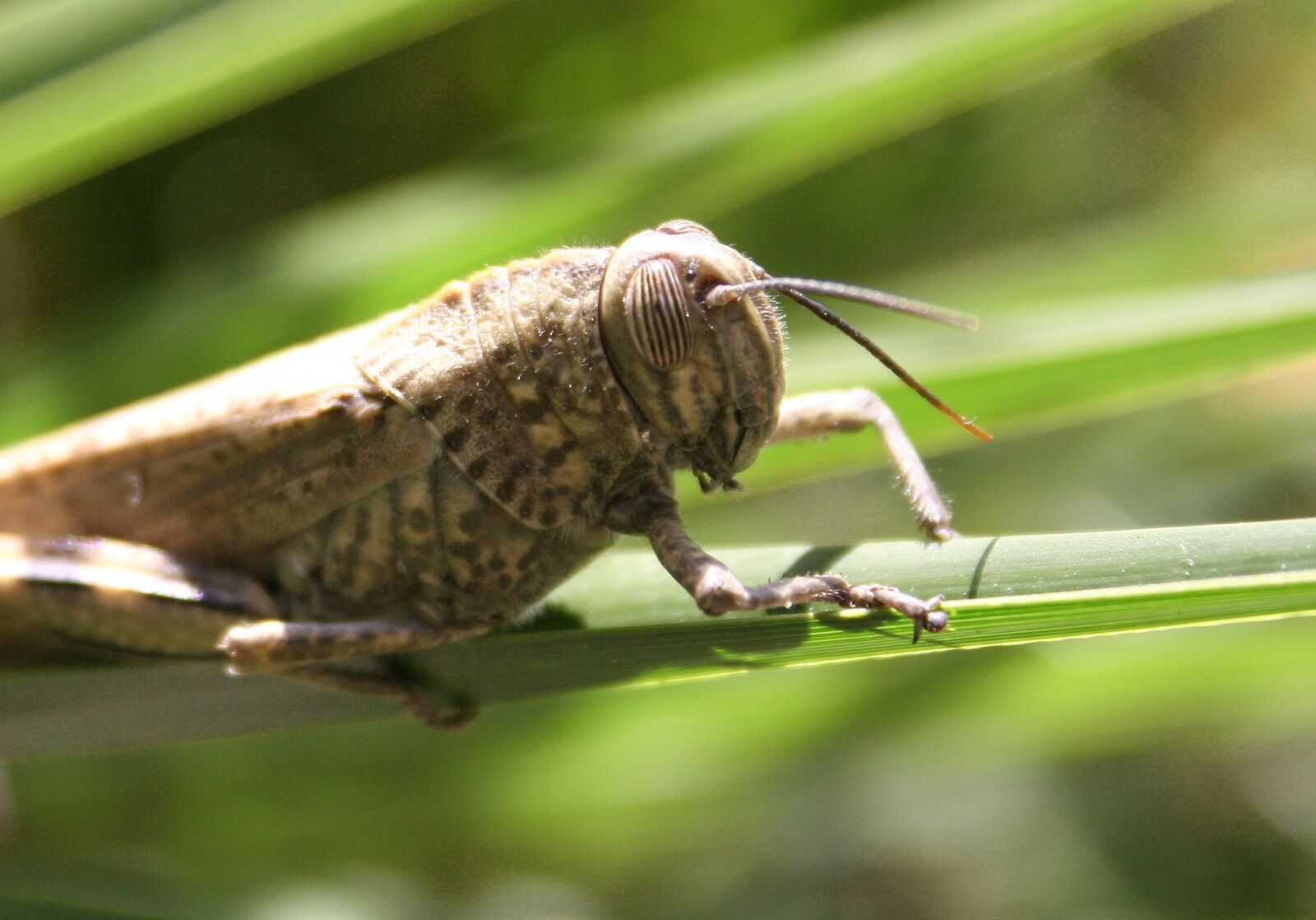 Canon EOS 350D (EOS Digital Rebel XT / EOS Kiss Digital N) sample photo. Grille, grasshoppers, giant grasshopper photography
