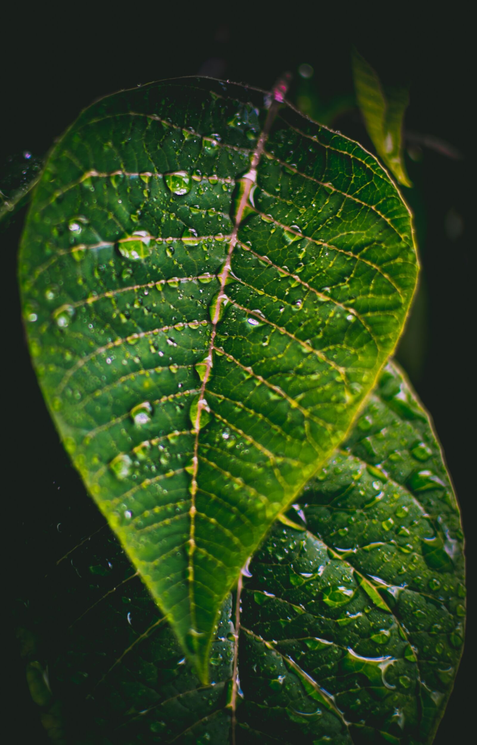 Nikon D5500 sample photo. Raindrops, green leaf, rain photography