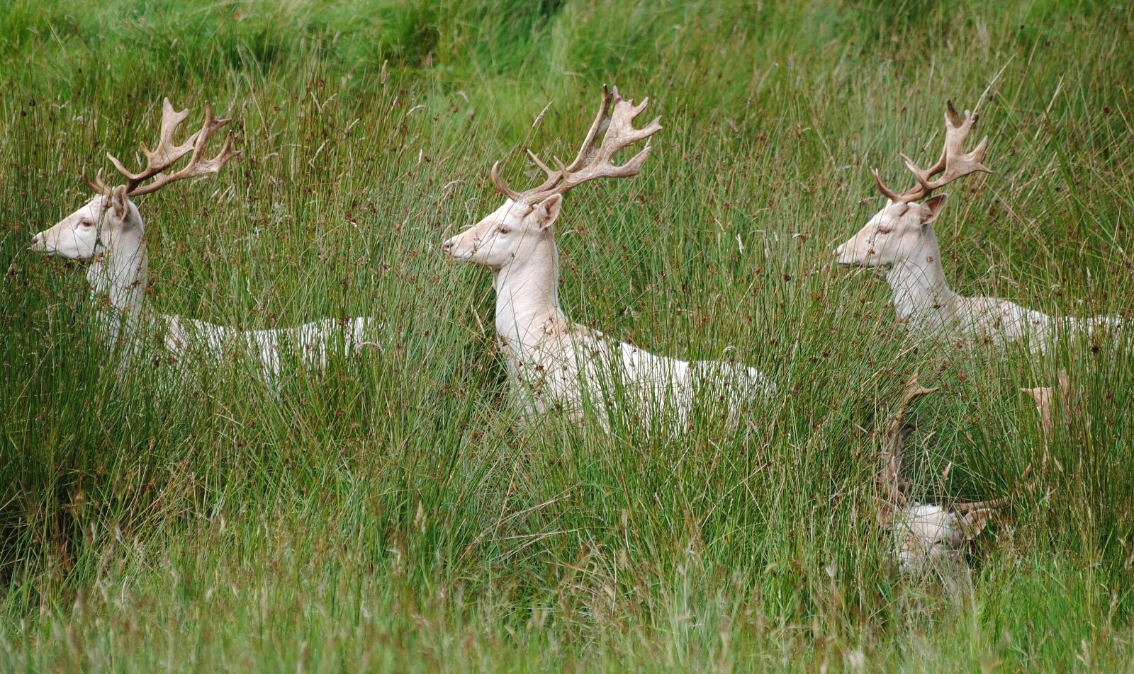 Nikon D3000 sample photo. White, fallow, bucks photography