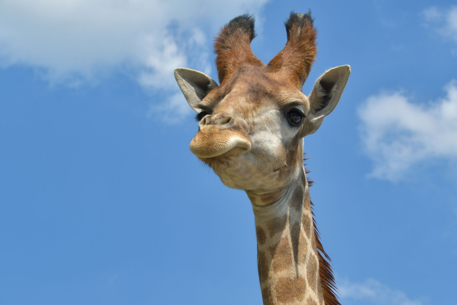 Nikon D500 sample photo. Giraffe, head, portrait photography