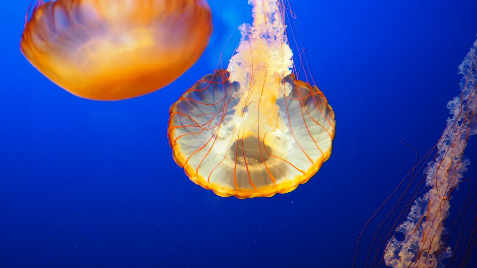 Olympus OM-D E-M10 II sample photo. Jellyfish, water, underwater photography