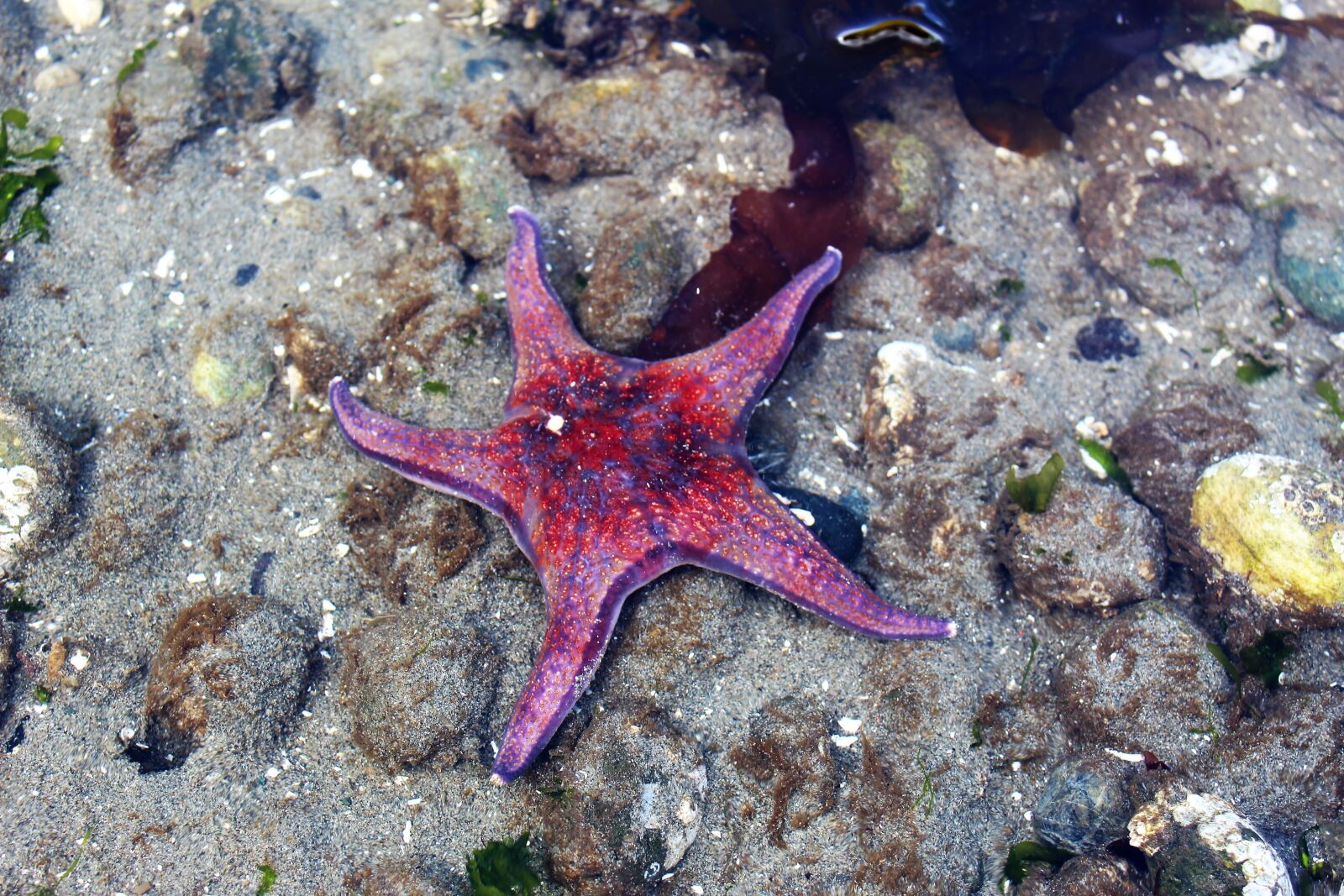 Canon EOS 1300D (EOS Rebel T6 / EOS Kiss X80) sample photo. Starfish, red, sea photography