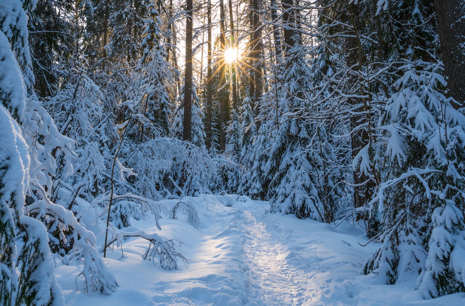 Sony a7R II sample photo. Winter, snow, trees photography