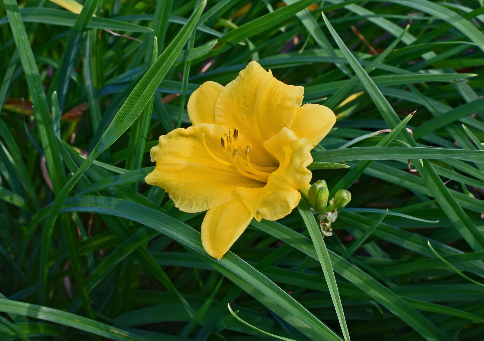 Nikon D3300 sample photo. Daylily, lily, bud photography