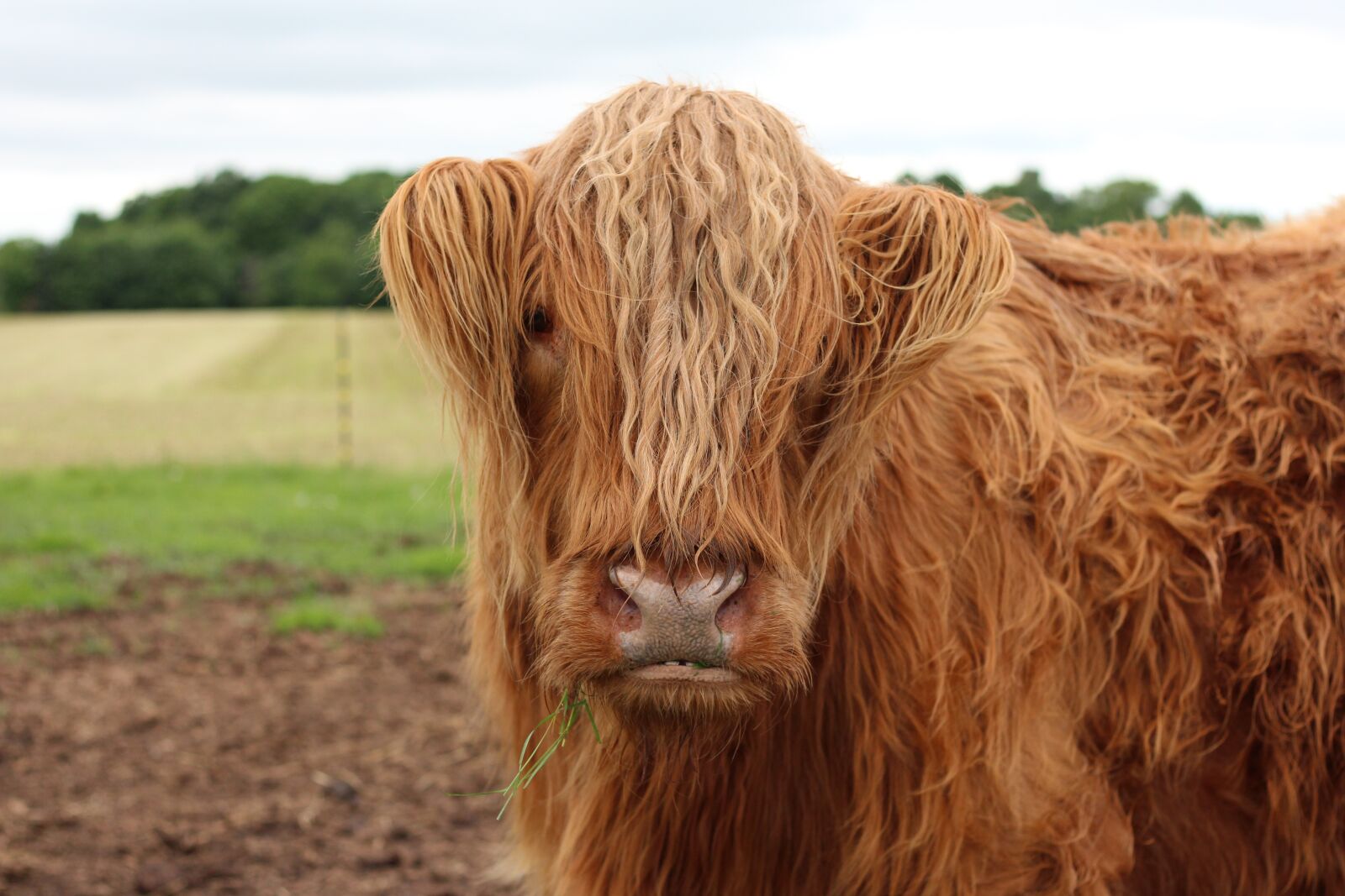 Canon EOS 650D (EOS Rebel T4i / EOS Kiss X6i) + Canon EF 50mm F1.8 STM sample photo. Scottish, cow, animal photography