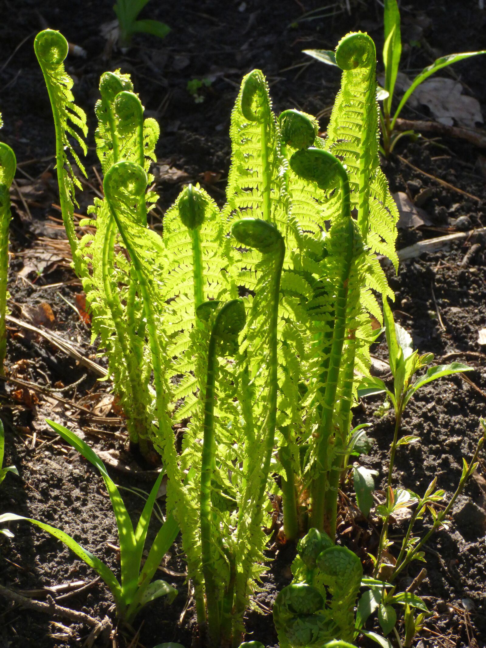 Panasonic DMC-FZ72 sample photo. Spring, fern, plant photography