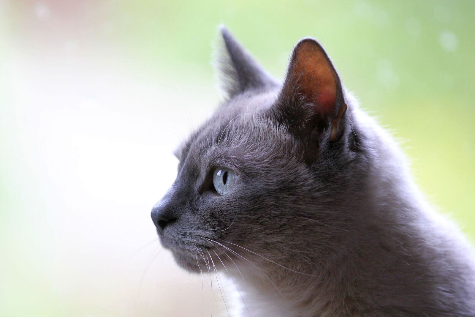 Canon EOS 60D + Canon EF 70-200mm F2.8L IS II USM sample photo. Cat, pet, animal photography