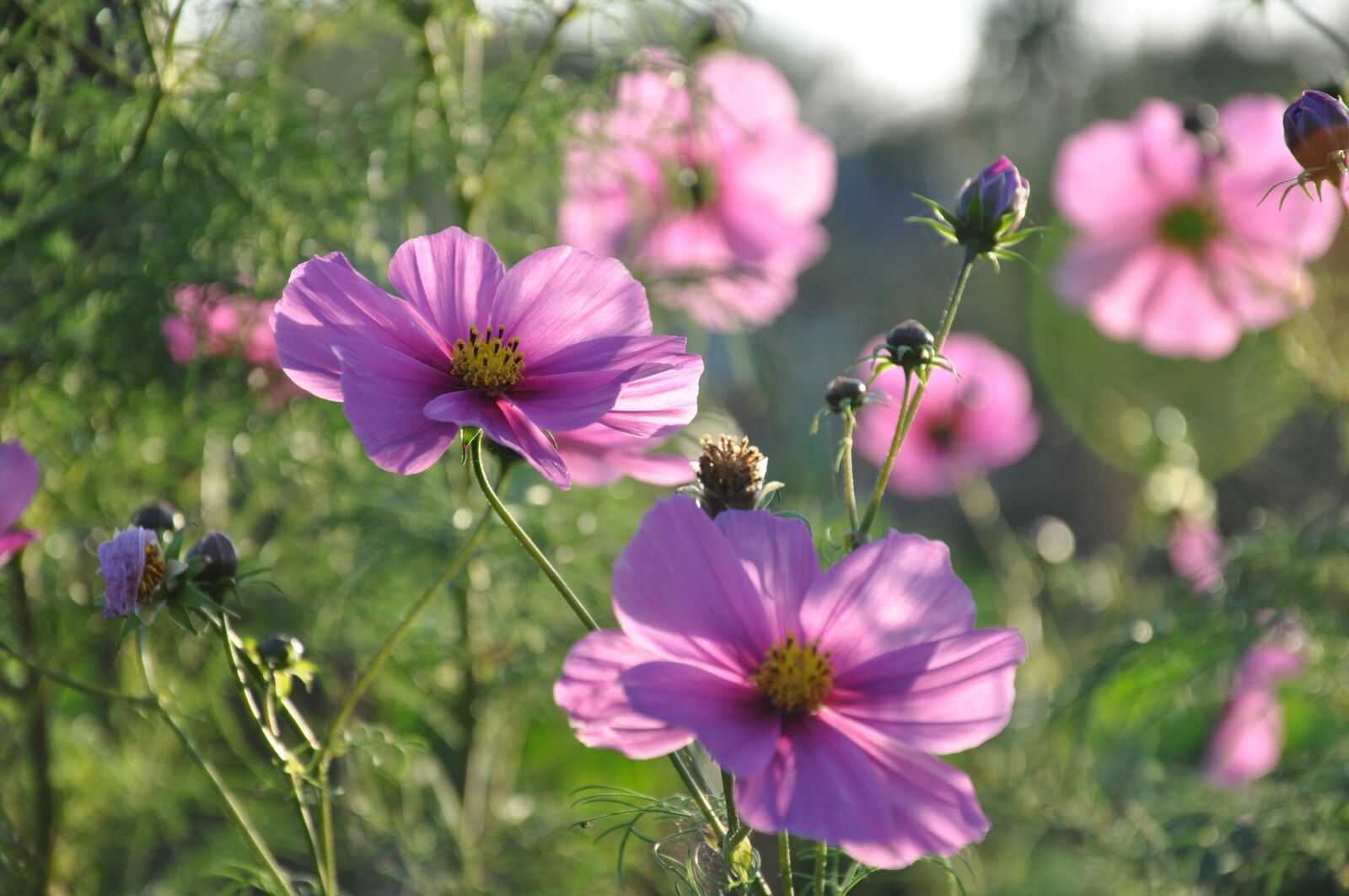 Nikon D90 sample photo. Flower, cosmos, nature photography