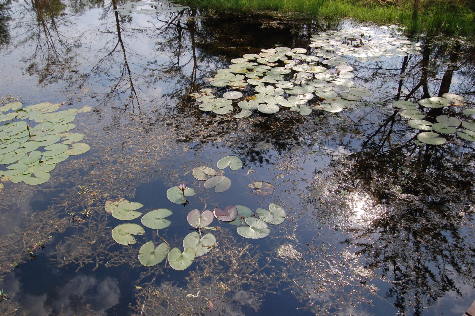 Nikon D40 sample photo. Flora, reflection, water, plant photography