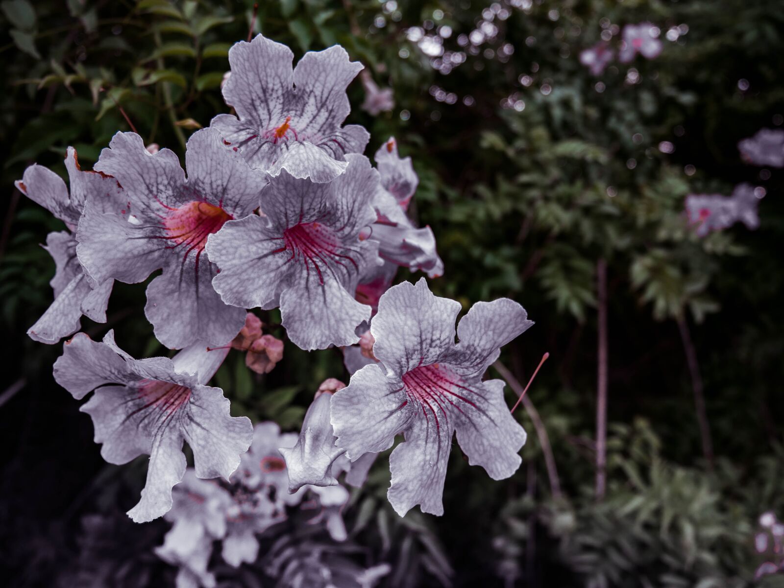 Panasonic Lumix DMC-GX85 (Lumix DMC-GX80 / Lumix DMC-GX7 Mark II) sample photo. Flowers, spring, nature photography