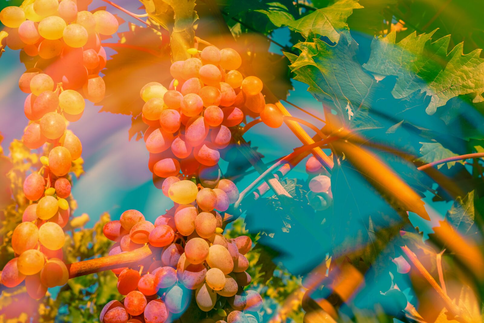 Fujifilm X-T10 + Fujifilm XF 35mm F1.4 R sample photo. Grapes, double exposure, fruit photography