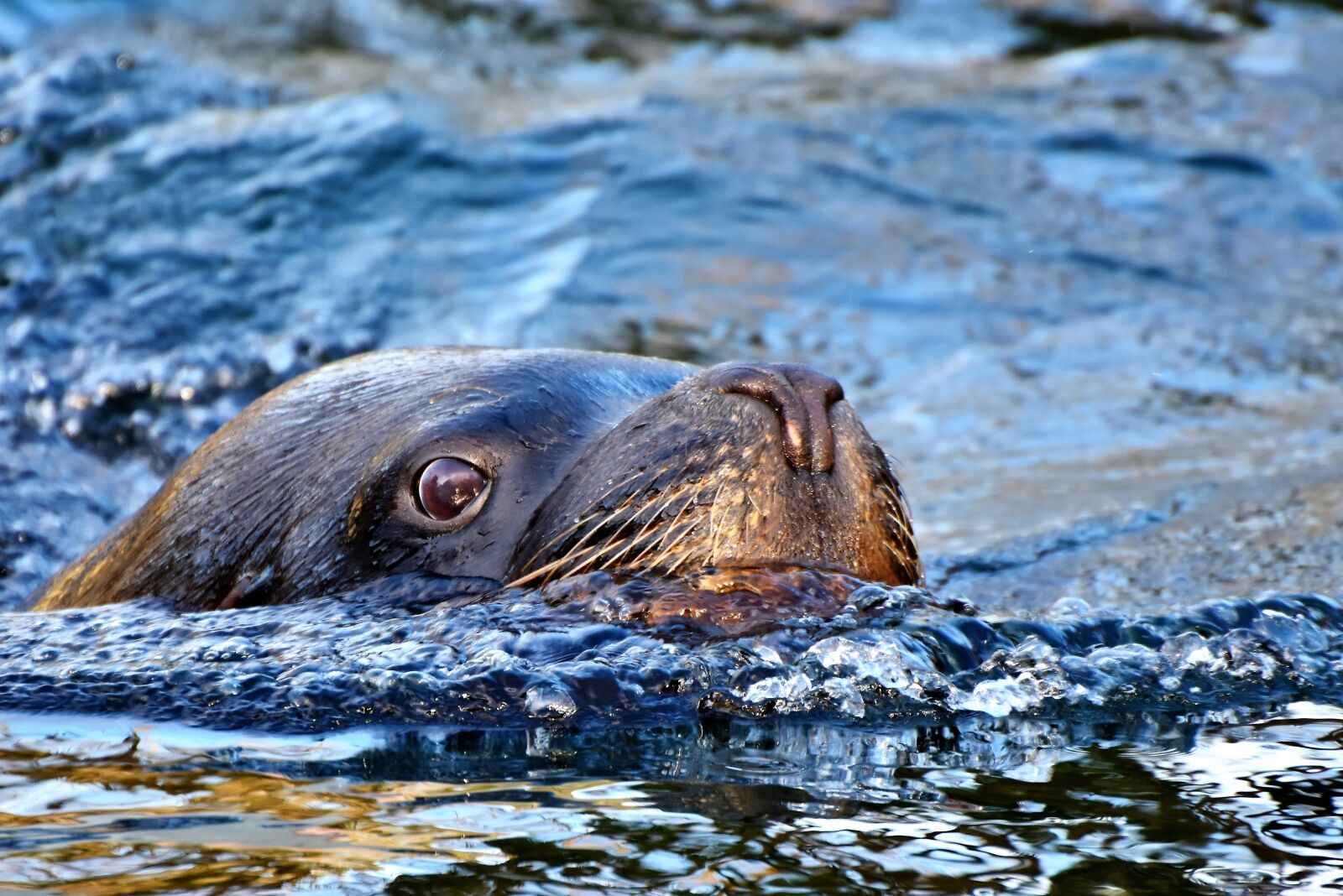 Nikon D7200 sample photo. Seal, sea lion, robbe photography