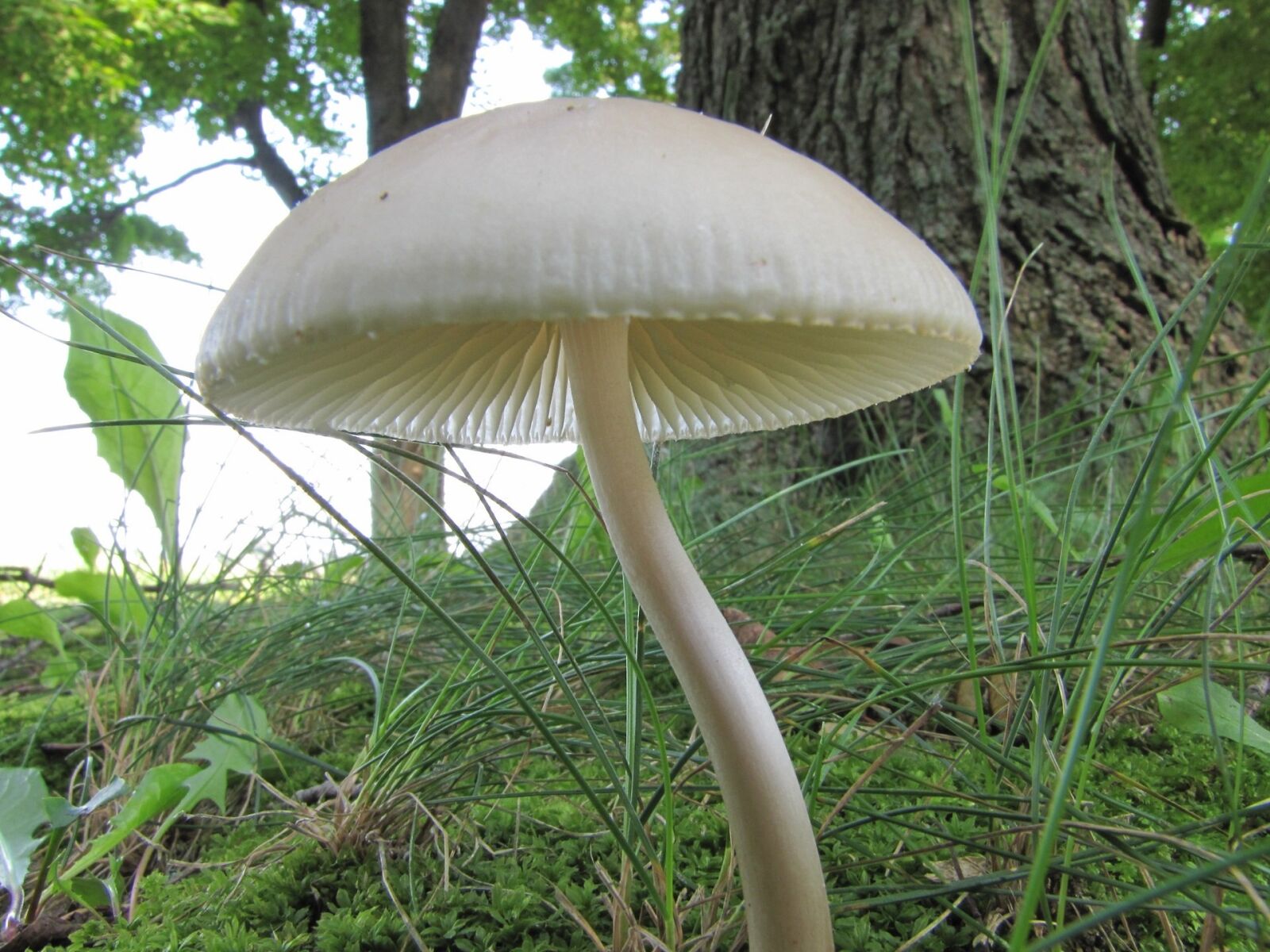 Canon PowerShot SX20 IS sample photo. Mushroom, wild, fungi photography
