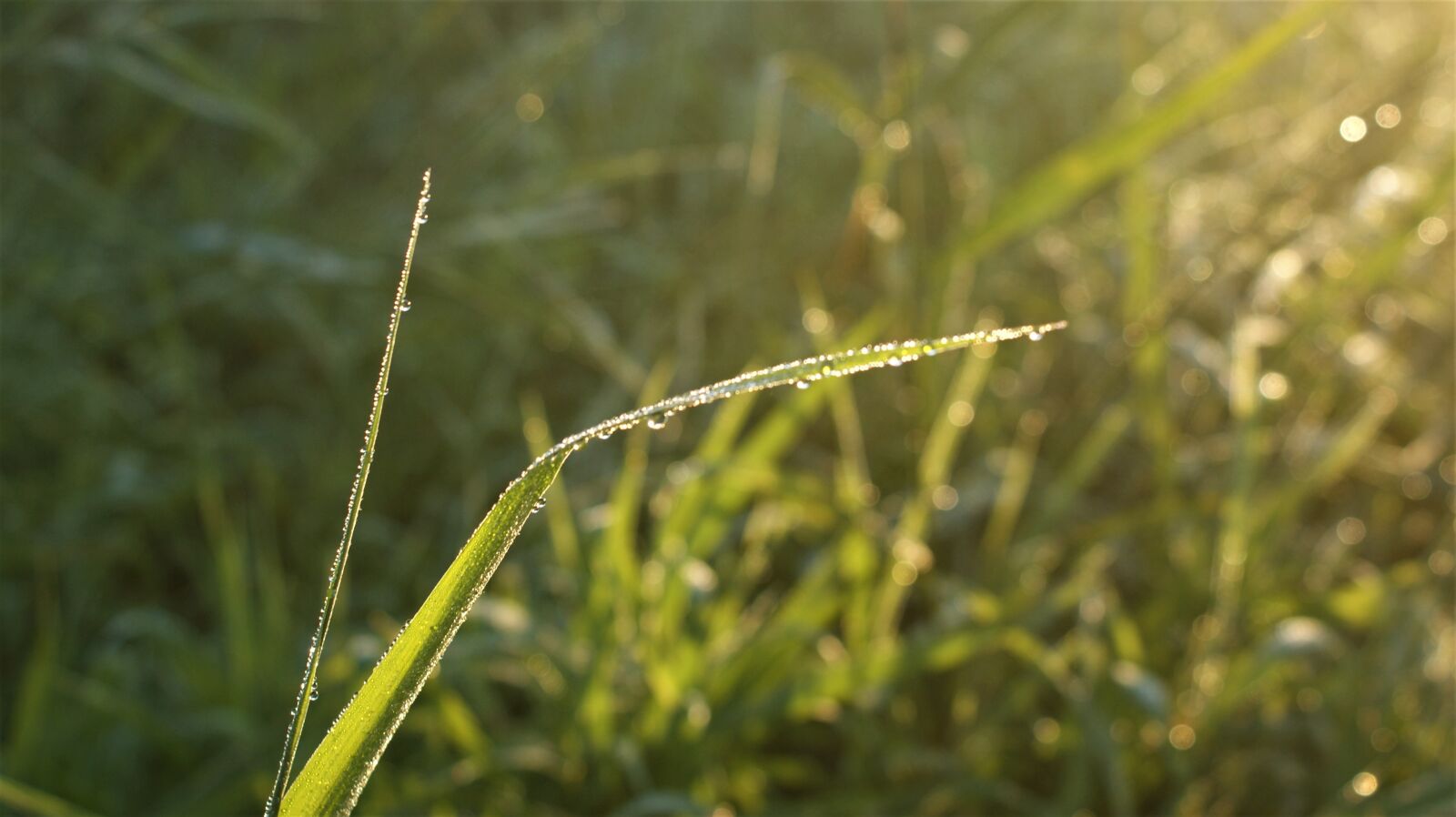Sony Alpha DSLR-A350 sample photo. Drops, grass, dew photography